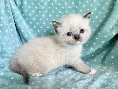 British Shorthair Seal Point  Female - British Shorthair - Gallery Photo #1