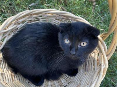 Beautiful Black Scottish Fold Kitten - Scottish Fold - Gallery Photo #1