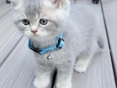 Blue Collar - British Shorthair - Gallery Photo #1