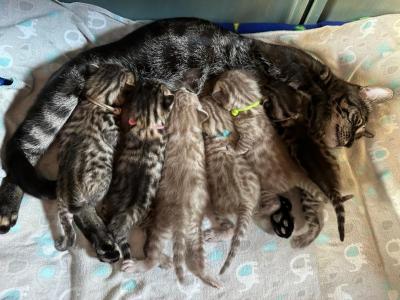 Maleficent & Sylas Litter - Bengal - Gallery Photo #1