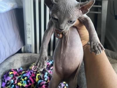 Batbaby4 - Sphynx - Gallery Photo #1