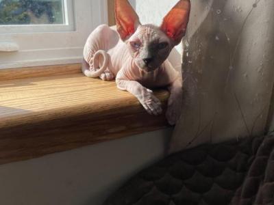 Mimi - Sphynx - Gallery Photo #1