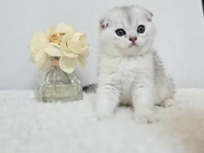 Scottish Fold Male - Scottish Fold - Gallery Photo #1