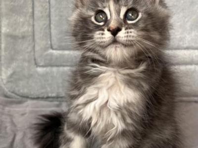 Bellaveresk1 - Maine Coon - Gallery Photo #1