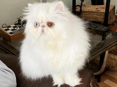 Ripples And Puff - Persian - Gallery Photo #1