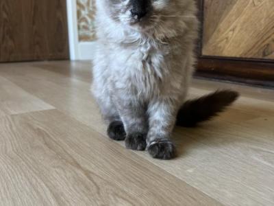 Breeder1 - Ragdoll - Gallery Photo #1