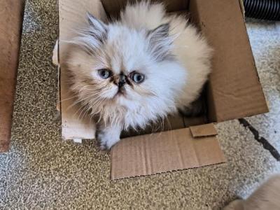 Himalayan Kitten - Himalayan - Gallery Photo #1