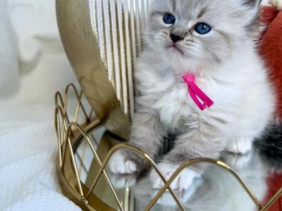 Neva Siberian Kittens Available Mid October - Siberian - Gallery Photo #1