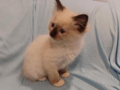 Darla's Seal Mitted Girl - Ragdoll - Gallery Photo #1