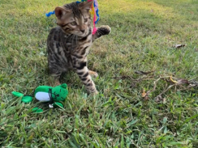 3 Males 3 Females - Bengal - Gallery Photo #1