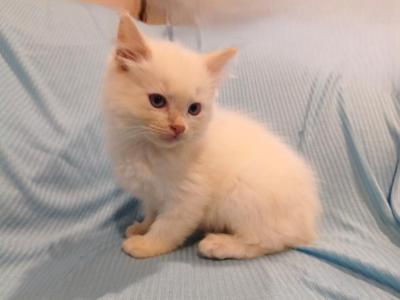 Darla's Flame Point Male - Ragdoll - Gallery Photo #1