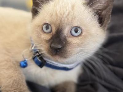 Male Siamese Kitten For Sale - Siamese - Gallery Photo #1