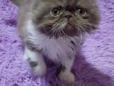 Friendly Longhair Exotic  Persian Kittens - Exotic - Gallery Photo #1