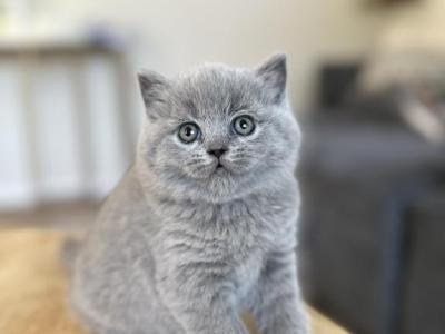 Bella - British Shorthair - Gallery Photo #1