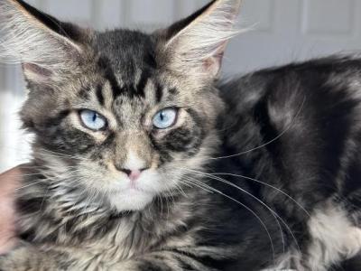 Griffin Blue Eyed - Maine Coon - Gallery Photo #1