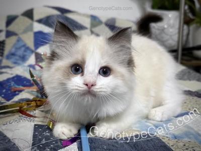 Agatha - Ragdoll - Gallery Photo #1