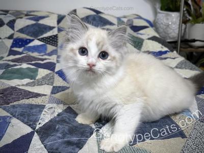 Agrippa - Ragdoll - Gallery Photo #1