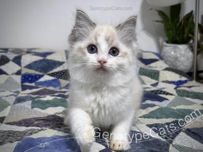 Agrippa - Ragdoll - Gallery Photo #1