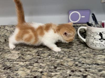 Exotic Shorthair Red And White Boy - Exotic - Gallery Photo #1