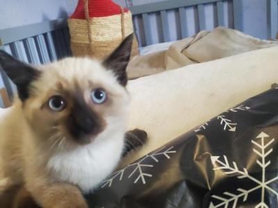 Siamese Kitten's - Siamese - Gallery Photo #1