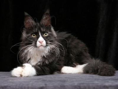 Xmaxy Polydactyl - Maine Coon - Gallery Photo #1