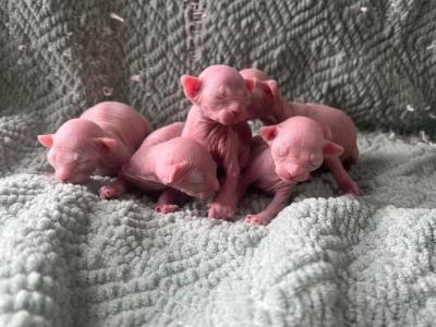 Elf Sphynx Kittens - Sphynx - Gallery Photo #1