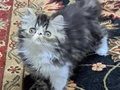 Brown Tabby & White Bicolor Female Persian Kitten - Persian - Gallery Photo #1