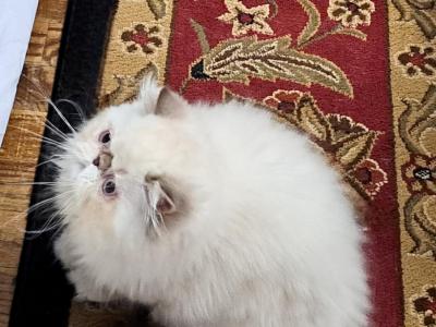 Chocolate Lynx Point & White Himalayan Kitten - Himalayan - Gallery Photo #1