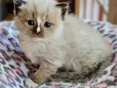 Seal Mitted Mink - Ragdoll - Gallery Photo #1