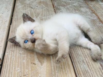 Rag Doll - Burmese - Gallery Photo #1