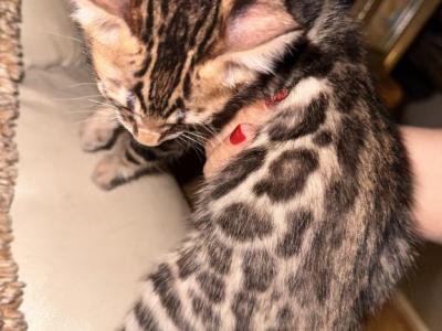 Bengal Kittens - Bengal - Gallery Photo #1