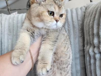 Peach - British Shorthair - Gallery Photo #1