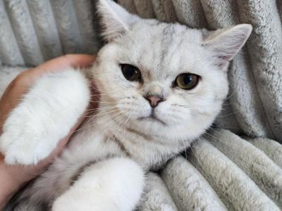 Peter - British Shorthair - Gallery Photo #1