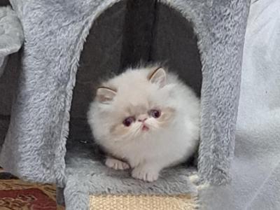 Chocolate Lynx Point & White Persian Male - Persian - Gallery Photo #1