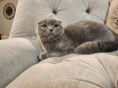 Viola - Scottish Fold - Gallery Photo #1