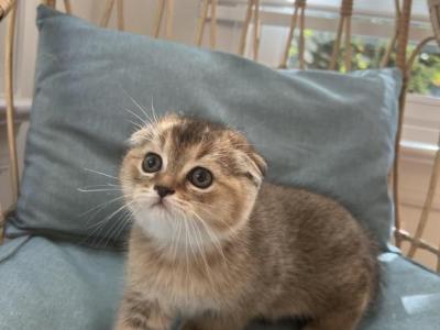 Maple - Scottish Fold - Gallery Photo #1