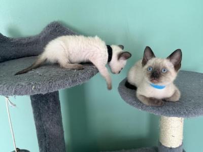 Tommy - Siamese - Gallery Photo #1