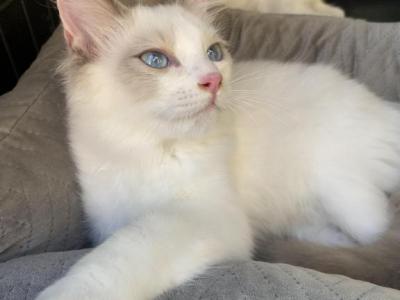 Dahlia Litter - Ragdoll - Gallery Photo #1