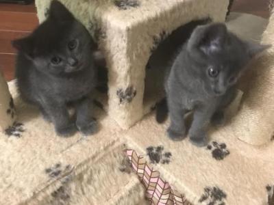 Two Fur Babies - Russian Blue - Gallery Photo #1