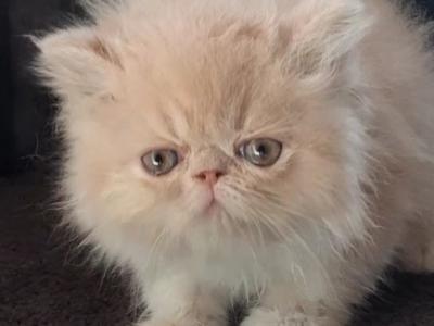 Cute Exotic Longhair Persian Male Kitten - Persian - Gallery Photo #1