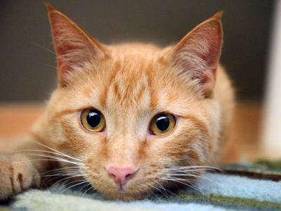 Sweet Orange Tabby Straight Male - American Shorthair - Gallery Photo #1