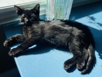 Beautiful Black Kitten - Scottish Straight - Gallery Photo #1