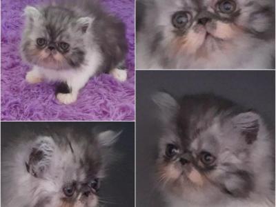 Longhair Exotic Persian Kitten - Persian - Gallery Photo #1