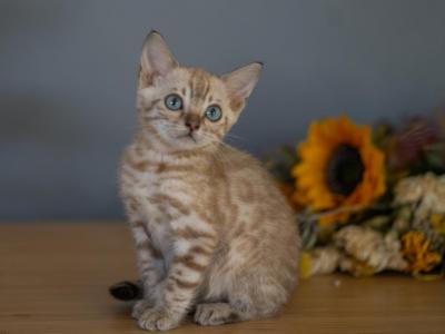 Khaleesi's LAST FEMALE - Bengal - Gallery Photo #1