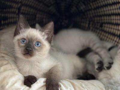 Kittens - Siamese - Gallery Photo #1