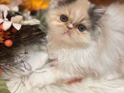 Sugarfaces - Persian - Gallery Photo #1