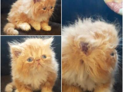 Adorable CFA Registered Little Boy Kitten - Persian - Gallery Photo #1