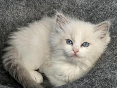 Blue Bi Female - Ragdoll - Gallery Photo #1