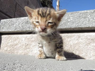 Milo - Bengal - Gallery Photo #1