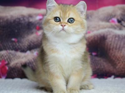 Simba - British Shorthair - Gallery Photo #1